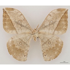 /filer/webapps/moths/media/images/N/noellae_Pselaphia_AT_RBINS_02.jpg