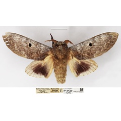 /filer/webapps/moths/media/images/M/maputuana_Dinometa_AM_NHMUK.jpg