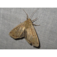 /filer/webapps/moths/media/images/D/desegaulxi_Apamea_A_Bippus.jpg