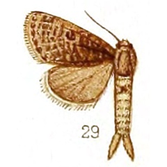 /filer/webapps/moths/media/images/P/perstriata_Metarbela_HT_NHMUK.jpg