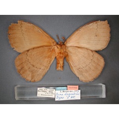 /filer/webapps/moths/media/images/D/demoulini_Jana_HT_RMCA_02.jpg