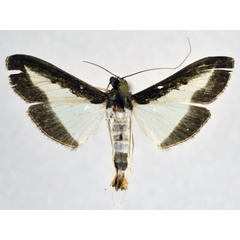 /filer/webapps/moths/media/images/I/indica_Diaphania_AM_NHMO.jpg