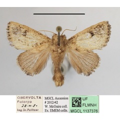 /filer/webapps/moths/media/images/N/nigromaculata_Trachyptena_A_MGCLa_01.JPG