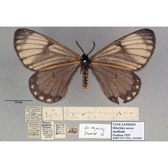 /filer/webapps/moths/media/images/S/sheffieldi_Hibrildes_HT_OUMNH_01.jpg