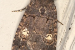 Athetis leuconephra