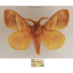 /filer/webapps/moths/media/images/V/venosa_Bombycopsis_AM_TMSA.jpg