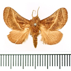 /filer/webapps/moths/media/images/C/convergens_Neomocena_AM_BMNH.jpg