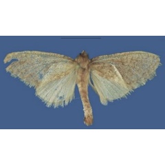 /filer/webapps/moths/media/images/M/mzuzuensis_Lukeniana_PTF_ZFMK.jpg