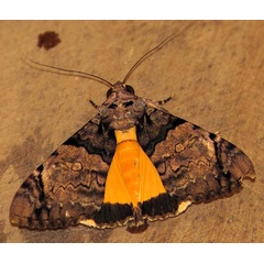 /filer/webapps/moths/media/images/V/variegata_Ulotrichopus_A_Braun_10.jpg