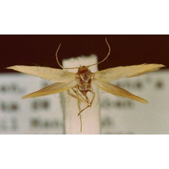 /filer/webapps/moths/media/images/S/subgaleatella_Scythris_HT_ZMUC.jpg