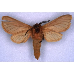 /filer/webapps/moths/media/images/M/major_Metarctia_HT_MNHN_02.jpg