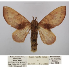/filer/webapps/moths/media/images/A/andersoni_Pseudometa_AF_TMSA_01.jpg