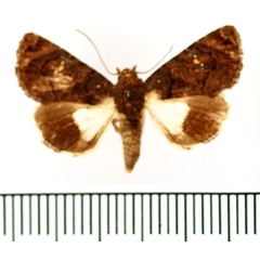 /filer/webapps/moths/media/images/N/nigropicta_Catephia_AM_BMNH.jpg
