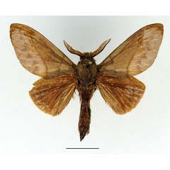 /filer/webapps/moths/media/images/C/cajani_Borocera_AM_Basquin_02.jpg