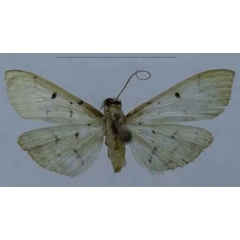/filer/webapps/moths/media/images/D/debilis_Herpetogramma_HT_ZSM.jpg