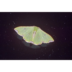 /filer/webapps/moths/media/images/T/triplaga_Victoria_A_Roland_04.jpg