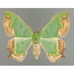 /filer/webapps/moths/media/images/P/papilio_Antharmostes_AF_TMSA.jpg