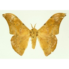 /filer/webapps/moths/media/images/P/perarcuatum_Orthogonioptilum_AM_Basquin.jpg