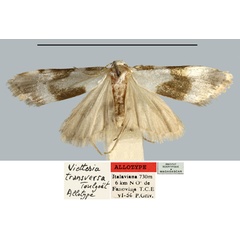 /filer/webapps/moths/media/images/T/transversa_Viettesia_AT_MNHN.jpg
