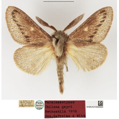 /filer/webapps/moths/media/images/G/geyri_Chilena_PLTM_NHMUK_01.jpg