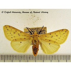 /filer/webapps/moths/media/images/T/testacea_Eyralpenus_A_OUMNH.jpg