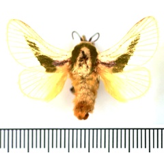 /filer/webapps/moths/media/images/A/angustifascia_Latoia_AM_BMNH.jpg