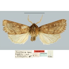 /filer/webapps/moths/media/images/C/constantini_Sciomesa_HT_MNHN.jpg