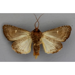 /filer/webapps/moths/media/images/D/debilis_Tracheplexia_A_RMCA_02.jpg