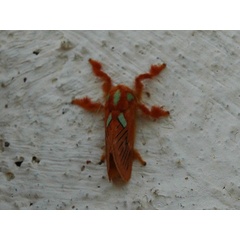 /filer/webapps/moths/media/images/K/kitale_Delorhachis_A_Voaden.jpg