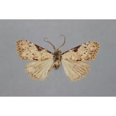 /filer/webapps/moths/media/images/P/praefica_Meganola_A_BMNH.jpg