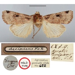 /filer/webapps/moths/media/images/D/decipiens_Agrotis_HT_BMNH.jpg