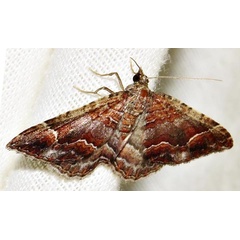 /filer/webapps/moths/media/images/M/mermera_Mimoclystia_A_Braun_01.jpg