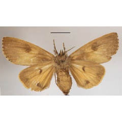 /filer/webapps/moths/media/images/G/greeni_Eudasychira_AF_MGCLb_01.jpg