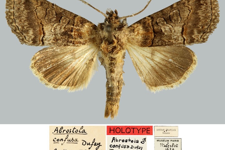 /filer/webapps/moths/media/images/C/confusa_Abrostola_HT_MNHN.jpg