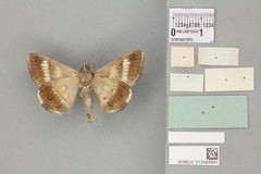 /filer/webapps/moths/media/images/C/congesta_Grammodes_PTM_BMNHb.jpg