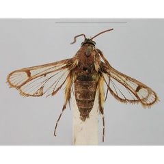/filer/webapps/moths/media/images/M/marisa_Crinipus_HT_BMNH_rWdZbuo.jpg