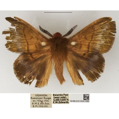 /filer/webapps/moths/media/images/L/leucostigma_Lechriolepis_AM_NHMUK_01.jpg