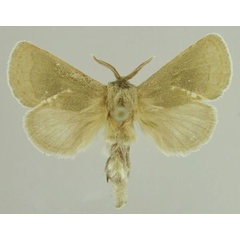 /filer/webapps/moths/media/images/D/dietermeyi_Metarbela_PTM_MfN_03.jpg