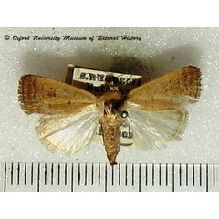 /filer/webapps/moths/media/images/C/clavipalpis_Caradrina_A_OUMNH_02.jpg