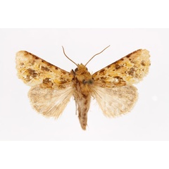 /filer/webapps/moths/media/images/V/virescens_Nyodes_AM_RMCA.jpg