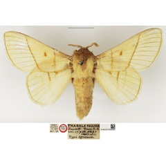 /filer/webapps/moths/media/images/P/pallida_Trabala_HT_NHMUK.jpg