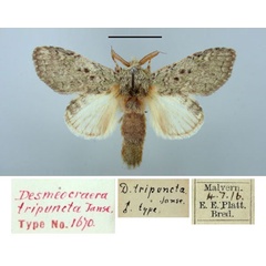 /filer/webapps/moths/media/images/T/tripuncta_Desmeocraera_HT_TMSA.jpg