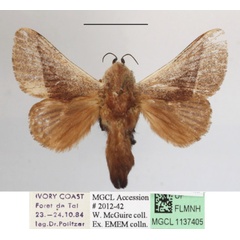 /filer/webapps/moths/media/images/C/cretata_Latoia_A_MGCLa_01.JPG
