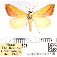 /filer/webapps/moths/media/images/S/sacraria_Phytometra_AM_BMNH.jpg