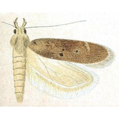 /filer/webapps/moths/media/images/P/pycnodes_Nothris_STM_Meyrick_5-9.jpg