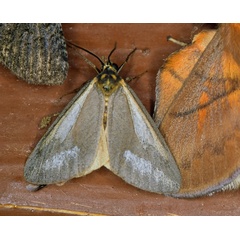 /filer/webapps/moths/media/images/L/leucosphena_Laelioproctis_A_Roland_13.jpg