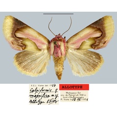 /filer/webapps/moths/media/images/M/magnifica_Calpiformis_AT_MNHN.jpg