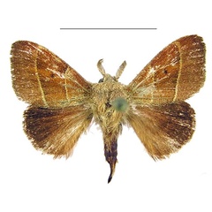 /filer/webapps/moths/media/images/S/simplex_Ammacosola_AM_MWM.jpg
