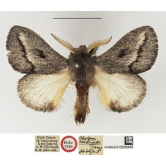 /filer/webapps/moths/media/images/C/cardinalli_Chilena_HT_NHMUK.jpg