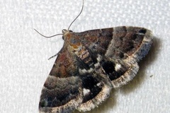 Eublemma bolinia